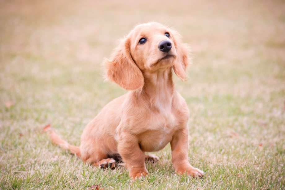 A light brown dachshund puppy sits on grass, looking upward with ears slightly flopped to the sides—sparking thoughts of who gets the pets in a New York divorce.