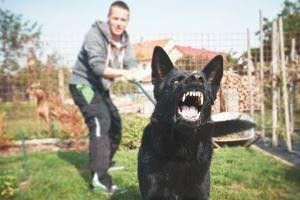 A black dog bares its teeth and snarls, standing in a yard on a leash held by a person in the background—reminding us of the importance of tips for avoiding dog bite and animal attack injuries in New York.