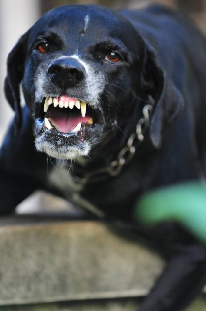 Aggressive black dog snarling and showing teeth while wearing a metal chain collar.